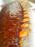 FAUX Rib Mini Bulk wooden bones inserted in vegan ribs with barbecue sauce for realistic plant-based meal presentation